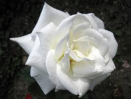 Eyes of the&nbsp;Rose